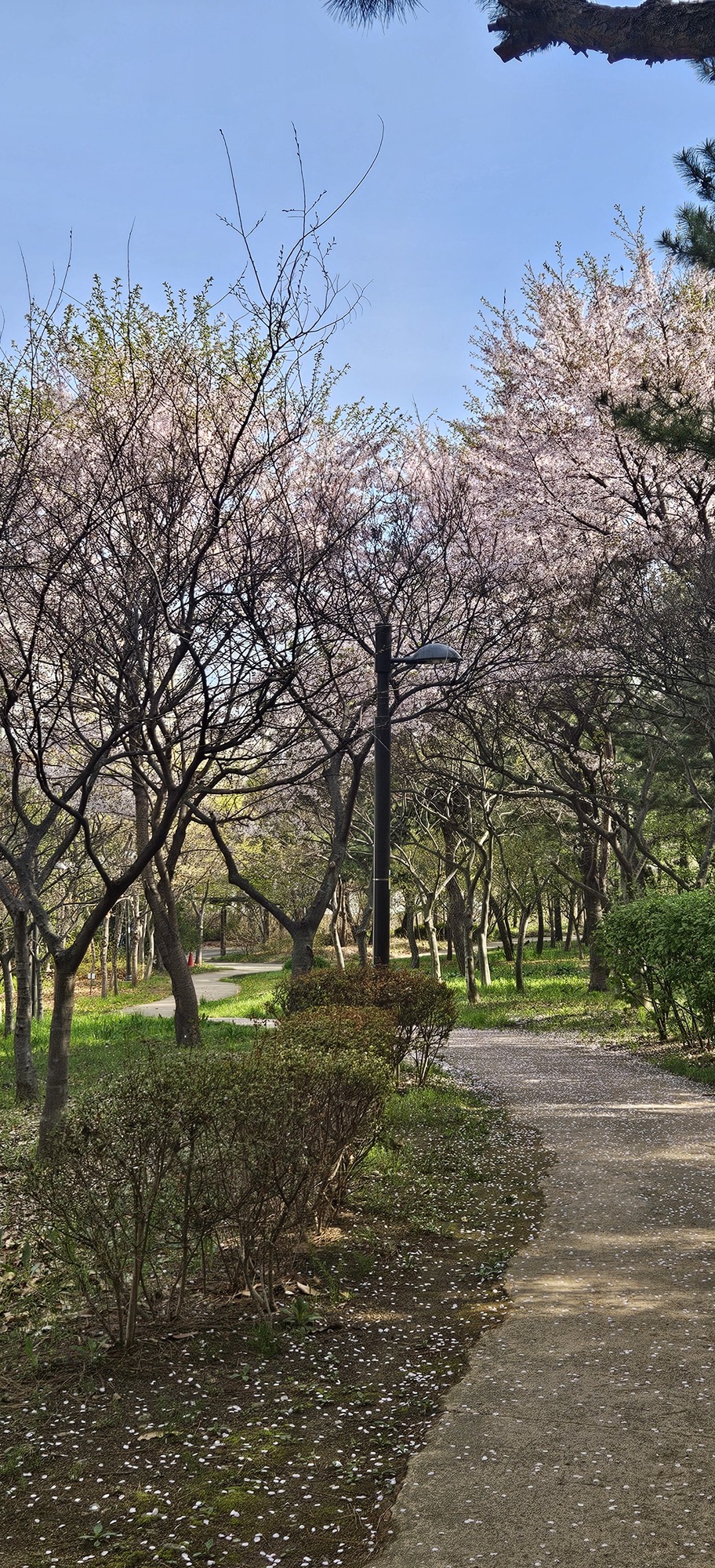 Songdo’s Hidden Green Sanctuary